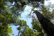 A curiosa história das árvores da amazônia